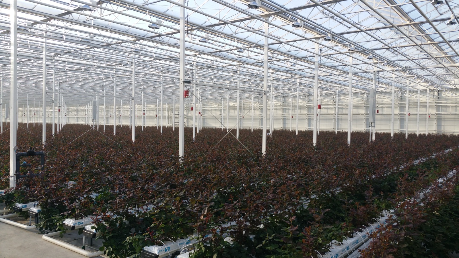 Greenhouse interior with rose cultivation