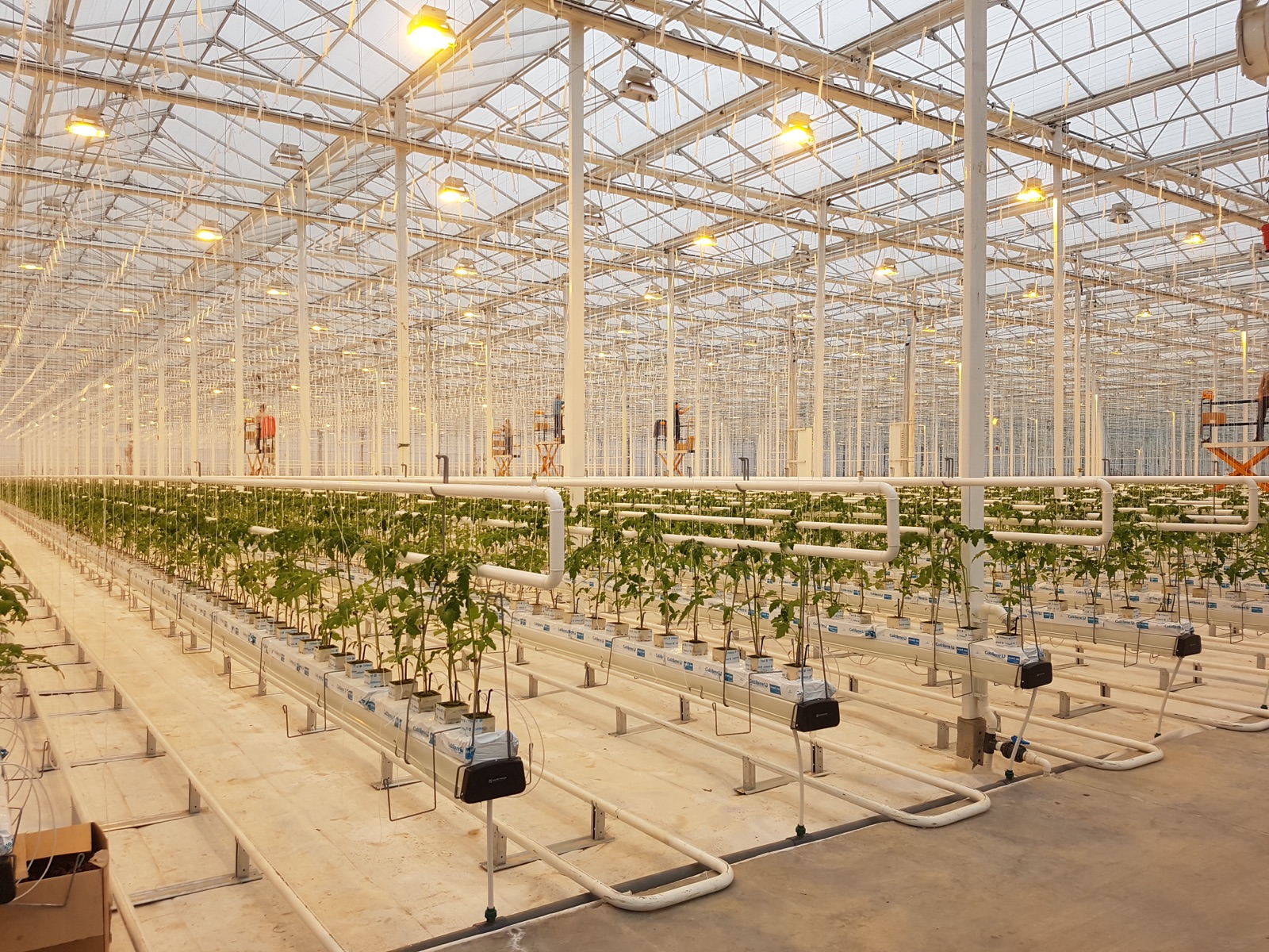 High-tech greenhouse interior with tomato cultivation